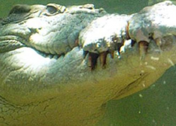 Ramree Island retains crocodile record