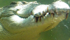 Ramree Island retains crocodile record