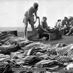 Armourers check and load ammunition for Hellcat fighters